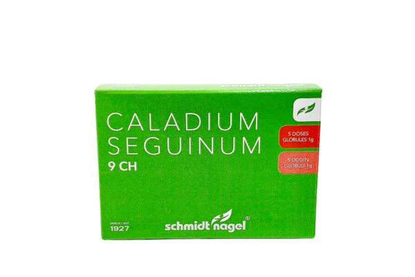 SN Caladium seguinum Glob CH 9 5 x 1 g